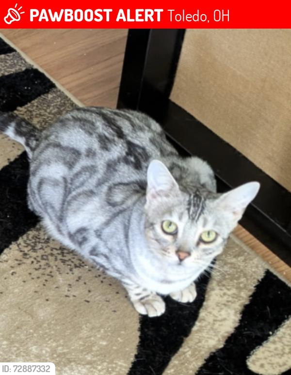 Lost Male Cat last seen Alexis/Secor, Toledo, OH 43623