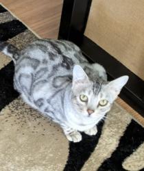 Lost Male Cat last seen Alexis/Secor, Toledo, OH 43623