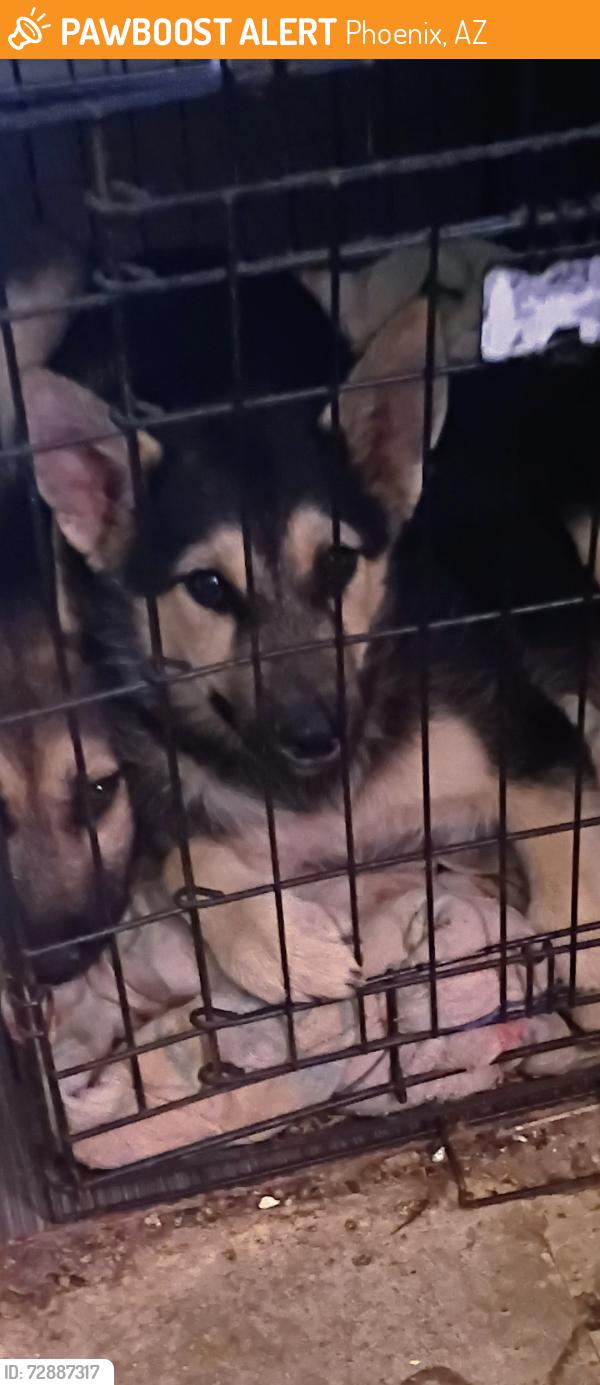 Found/Stray Female Dog last seen Thomas 55th ave, Phoenix, AZ 85031