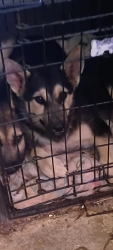 Found/Stray Female Dog last seen Thomas 55th ave, Phoenix, AZ 85031
