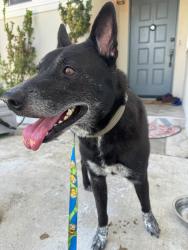 Found/Stray Male Dog last seen Education ln , Huntington Beach, CA 92646