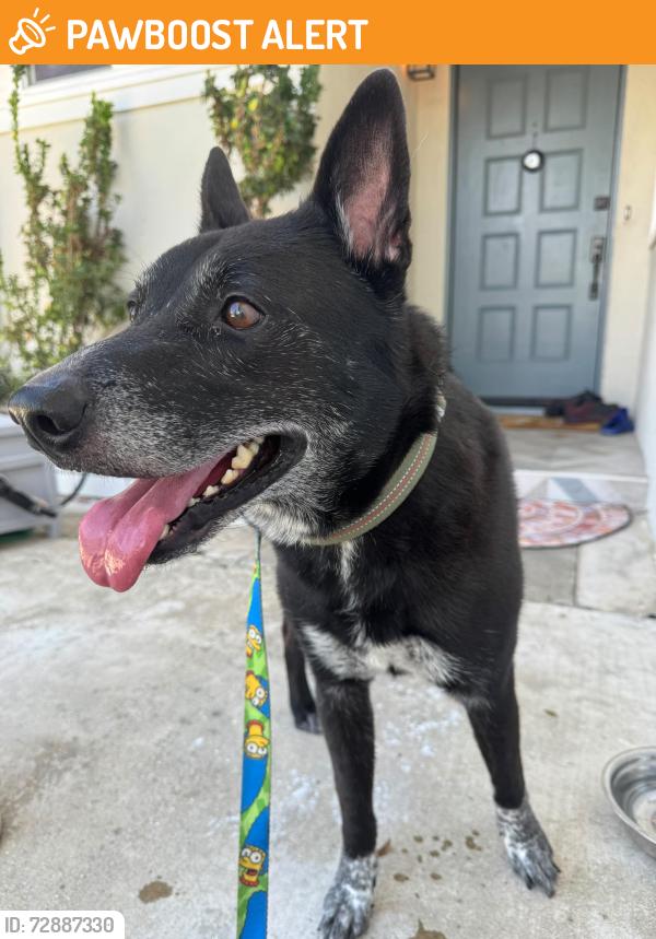Found/Stray Male Dog last seen Education ln , Huntington Beach, CA 92646