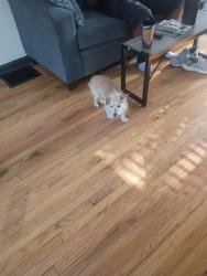 Found/Stray Unknown Dog last seen Eakin Rd , Columbus, OH 43228