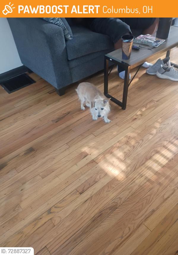 Found/Stray Unknown Dog last seen Eakin Rd, Columbus, OH 43228