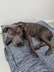 Found/Stray Female Dog last seen Found at Kuns Park, La Verne, CA 91750