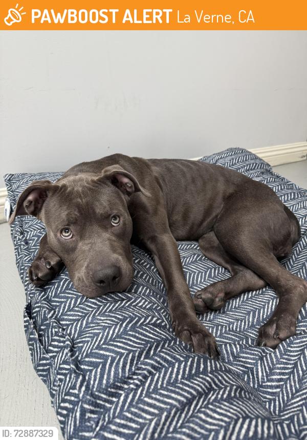 Found/Stray Female Dog last seen Found at Kuns Park, La Verne, CA 91750