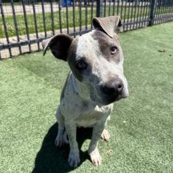 Shelter Stray Female Dog last seen , Memphis, TN 38133