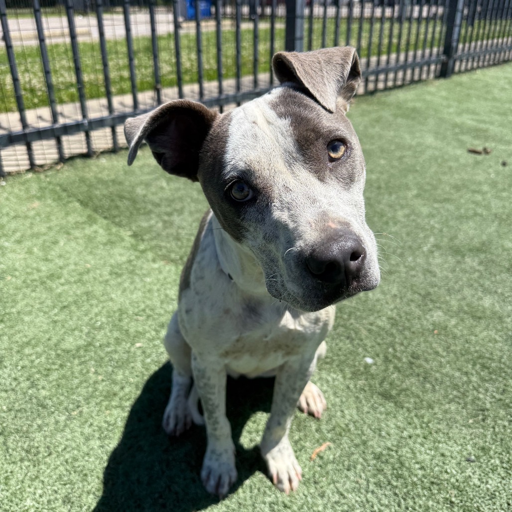 Shelter Stray Female Dog last seen , Memphis, TN 38133