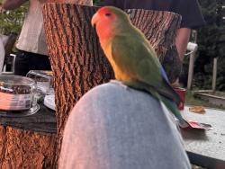 Lost Male Bird last seen Leyton Cresent , London, ON N6G