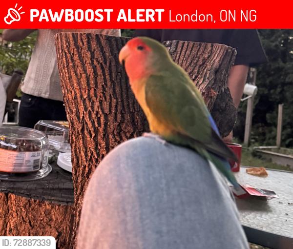 Lost Male Bird last seen Leyton Cresent , London, ON N6G