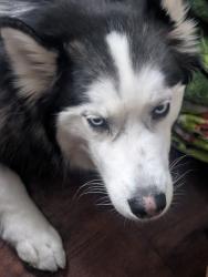 Lost Male Dog last seen near the on-ramp to i-65 north from 30th street, Indianapolis, IN 46208