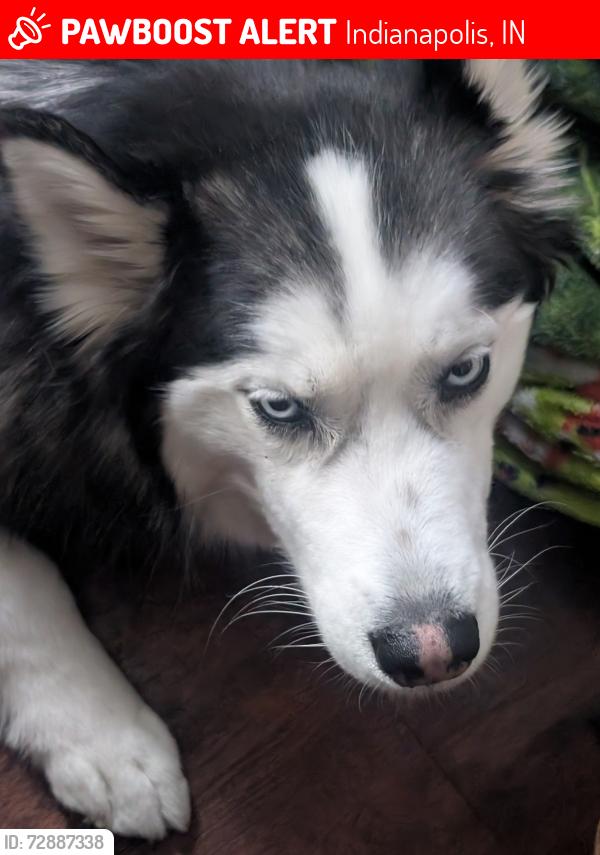 Lost Male Dog last seen near the on-ramp to i-65 north from 30th street, Indianapolis, IN 46208