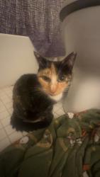 Found/Stray Female Cat last seen Secret , Glen Burnie, MD 21061