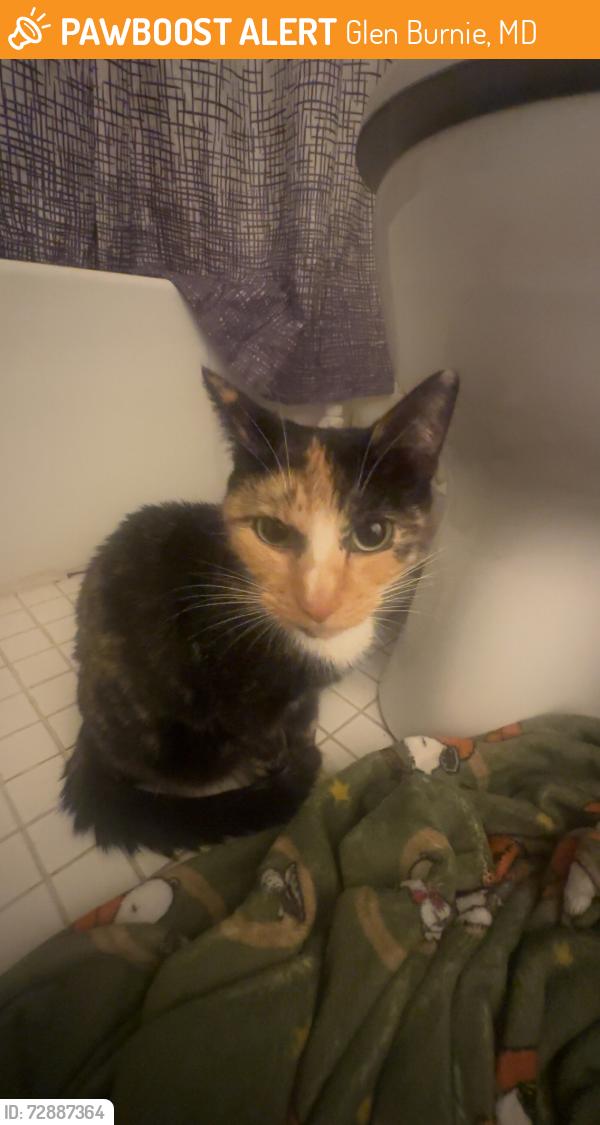 Found/Stray Female Cat last seen Secret , Glen Burnie, MD 21061
