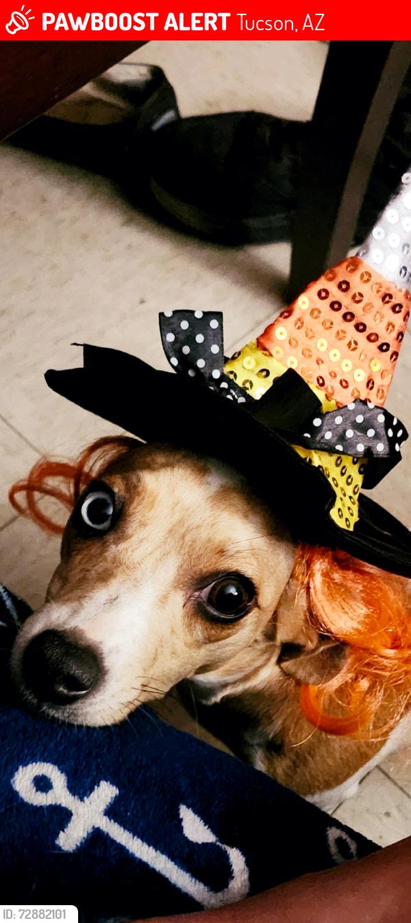Lost Female Dog last seen 1st and ft lowell, Tucson, AZ 85719