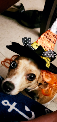 Lost Female Dog last seen 1st and ft lowell, Tucson, AZ 85719