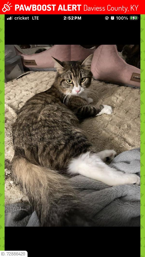 Lost Female Cat last seen 1/2 mile past Summit on Wrights Landing Rd Thruston KY Rd, Daviess County, KY 42355