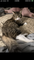 Lost Female Cat last seen 1/2 mile past Summit on Wrights Landing Rd Thruston KY Rd, Daviess County, KY 42355