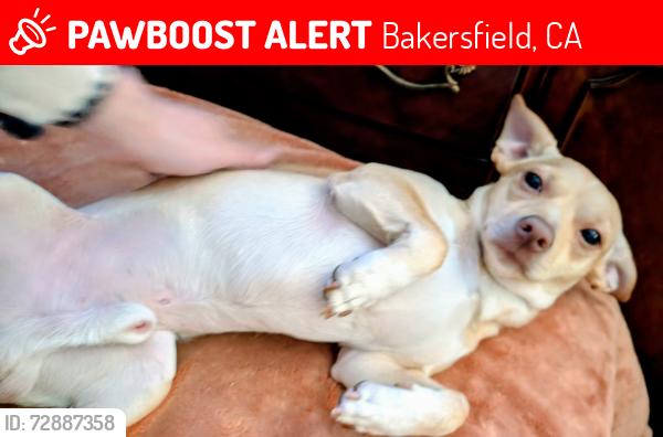Lost Male Dog last seen White lane and akers, Bakersfield, CA 93313