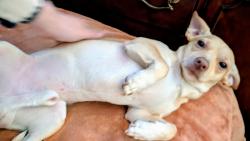 Lost Male Dog last seen White lane and akers, Bakersfield, CA 93313