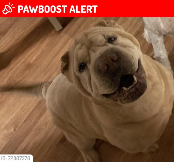 Lost Female Dog last seen Holman Rd and Milne Rd, Colorado Springs, CO 80928