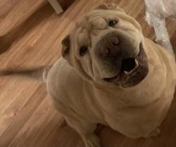 Lost Female Dog last seen Holman Rd and Milne Rd, Colorado Springs, CO 80928