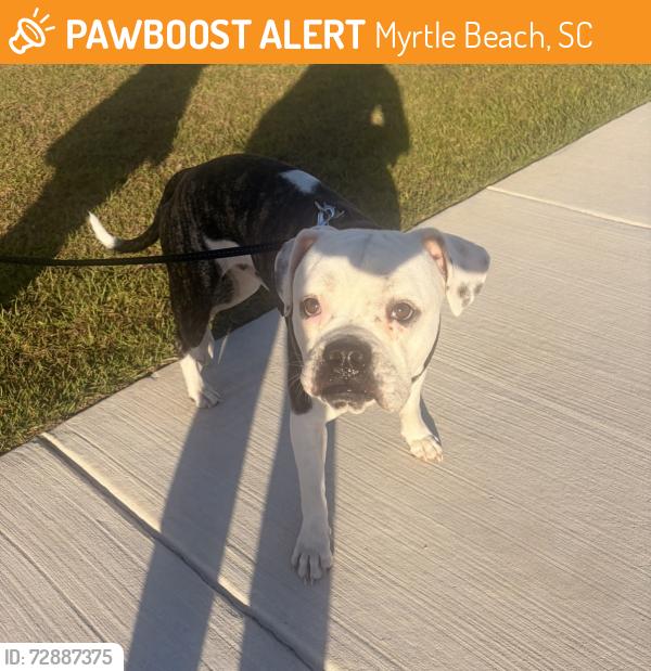 Found/Stray Male Dog last seen Postal way, tanger outlets , Myrtle Beach, SC 29579