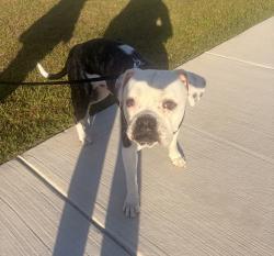 Found/Stray Male Dog last seen Postal way, tanger outlets , Myrtle Beach, SC 29579