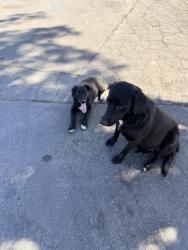 Found/Stray Female Dog last seen Gregory & Brookdale, Merced, CA 95340