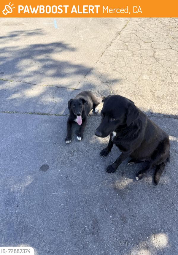 Found/Stray Female Dog last seen Gregory & Brookdale, Merced, CA 95340