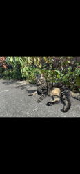 Lost Male Cat last seen NE 51st St and NE 42nd St, Seattle, WA 98105