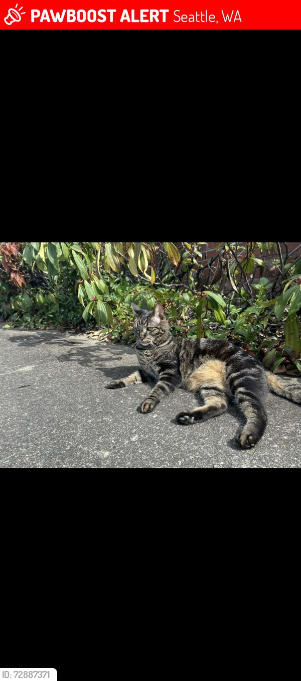 Lost Male Cat last seen NE 51st St and NE 42nd St, Seattle, WA 98105