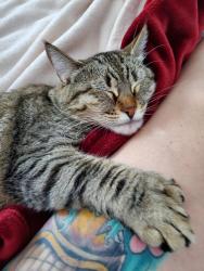 Lost Female Cat last seen Thompson, Dawson County, GA 30534