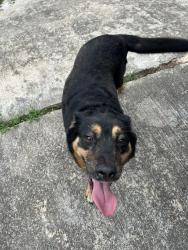 Reunited Female Dog last seen Proctor Dr, Columbia, MO 65202