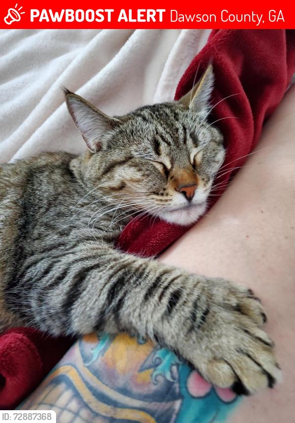 Lost Female Cat last seen Thompson, Dawson County, GA 30534