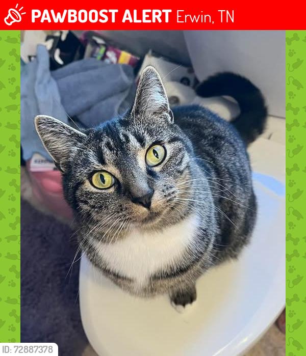 Lost Female Cat last seen Erwin TN , Erwin, TN 37650