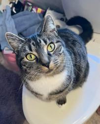 Lost Female Cat last seen Erwin TN , Erwin, TN 37650