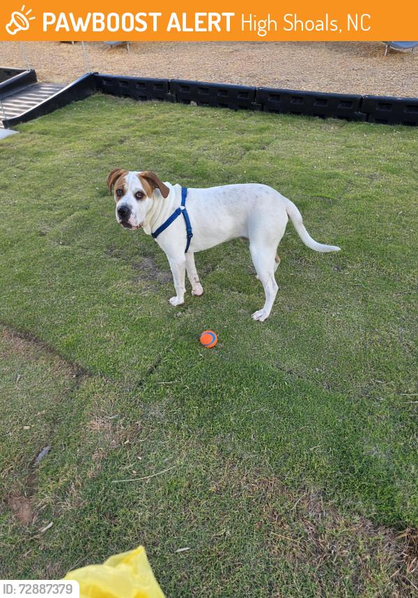 Found/Stray Male Dog last seen High Shoals, NC Post Office, High Shoals, NC 28077