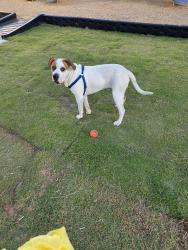 Found/Stray Male Dog last seen High Shoals, NC Post Office, High Shoals, NC 28077