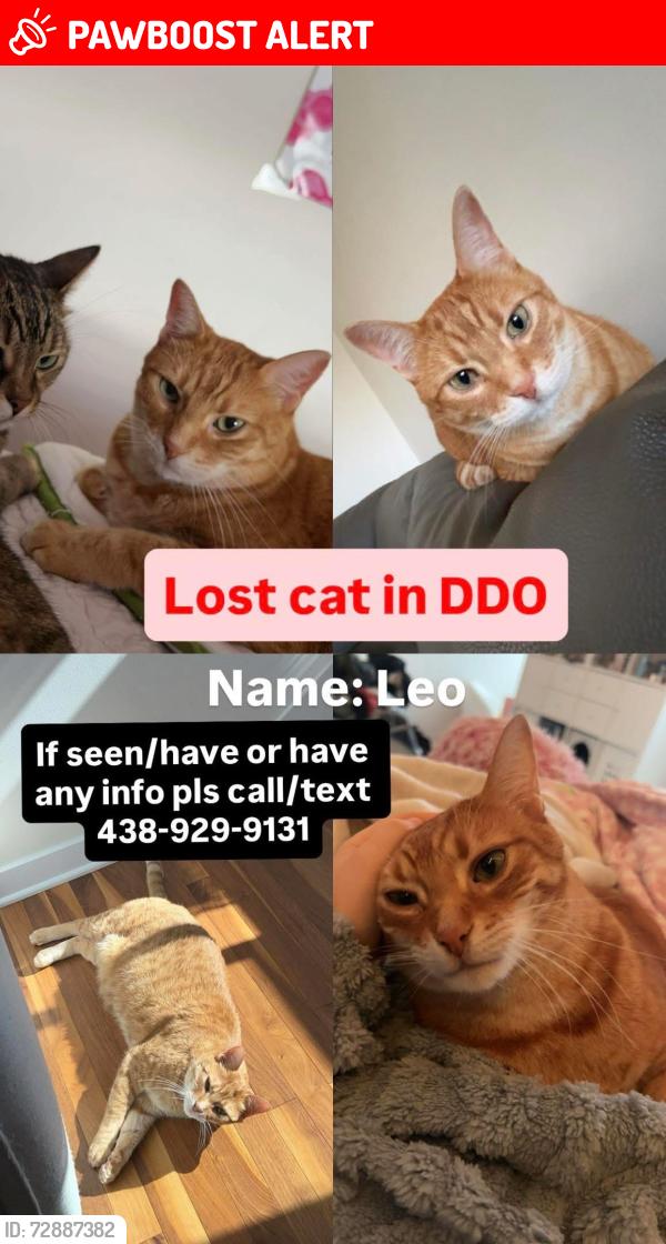 Lost Male Cat last seen rue canterbury ddo, Dollard-des-Ormeaux, QC H9B 2G6