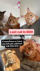 Lost Male Cat last seen rue canterbury ddo, Dollard-des-Ormeaux, QC H9B 2G6