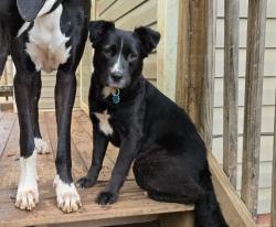 Reunited Female Dog last seen Residential neighborhood on Scott St. , Union, SC 29379