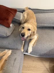 Found/Stray Male Dog last seen Reserve at Town Center, Mill Creek, WA 98012