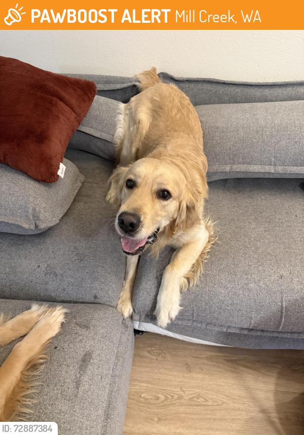 Found/Stray Male Dog last seen Reserve at Town Center, Mill Creek, WA 98012