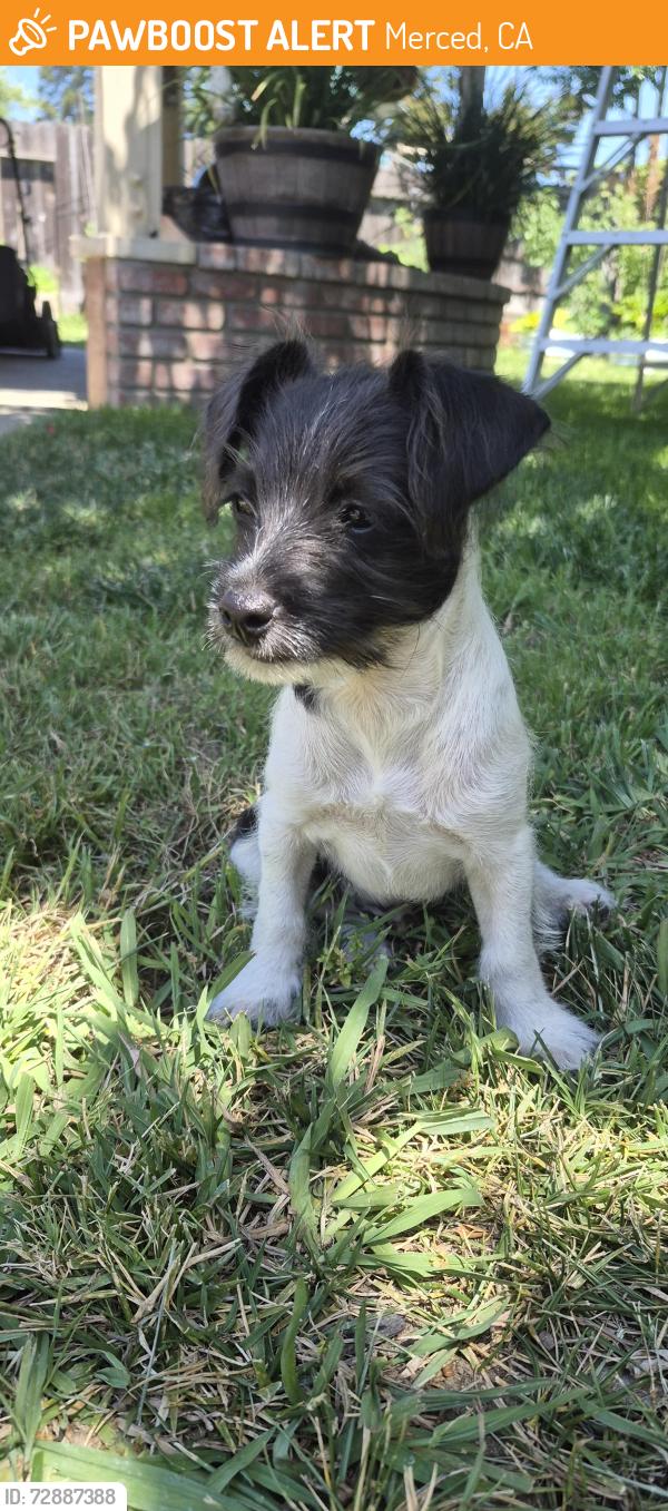 Found/Stray Male Dog last seen 14th Street, Merced, CA 95340