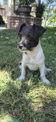Found/Stray Male Dog last seen 14th Street, Merced, CA 95340