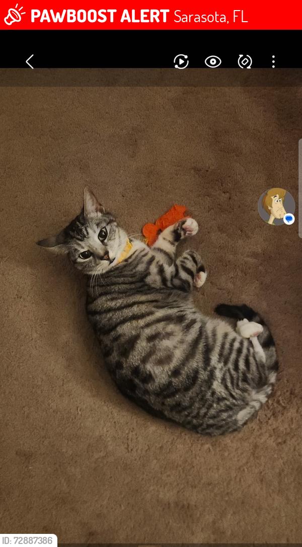 Lost Female Cat last seen Winderwood and Duncanwood, Sarasota, FL 34232