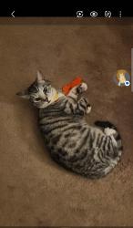 Lost Female Cat last seen Winderwood and Duncanwood, Sarasota, FL 34232