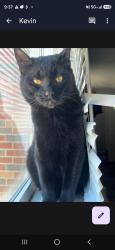 Lost Male Cat last seen At my home on NW 34th St in Moore, Moore, OK 73160