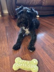 Lost Male Dog last seen Northern lights and Wesleyan , Anchorage, AK 99508